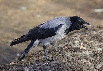 Crow with an open beak on the ground