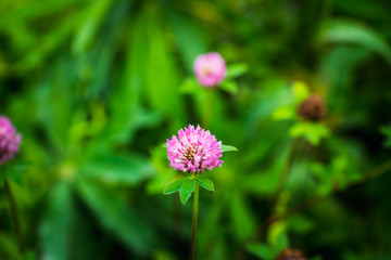 Blooming clover (Trifolium pratense) in the garden. Selective focus.