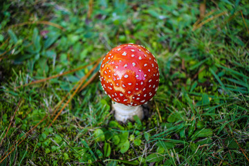 Red and white spotted Toadstool - Fly agaric mushrooms