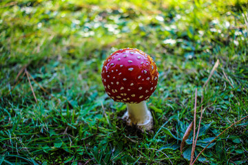 Red and white spotted Toadstool - Fly agaric mushrooms