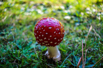 Red and white spotted Toadstool - Fly agaric mushrooms