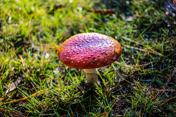 Red and white spotted Toadstool - Fly agaric mushrooms