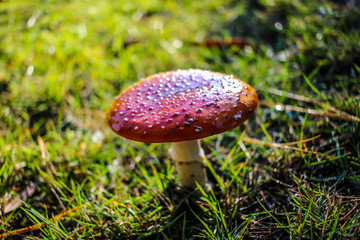 Red and white spotted Toadstool - Fly agaric mushrooms