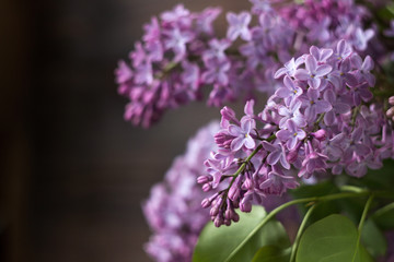 Bouquet of lilac on a background of brown wooden background. Spring beautiful lilac flowers, background. Place for text