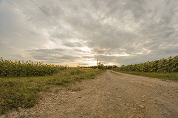 Fototapeta premium A photo of the sunflowers field. A wide-angle lens was used. Cloudy weather in August