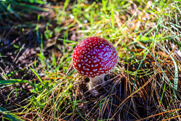 Red and white spotted Toadstool - Fly agaric mushrooms