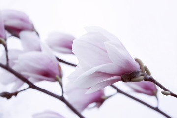 Branches of Softness white and pink saucer magnolia flowers. Beautiful spring outdoors landscape. Fresh morning floral backdrop. Closeup of natural flowers.