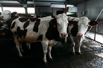 full-length portrait of a white-brown cow standing in the stall of a modern barn