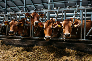 portrait of a brown jersey cow in a modern barn close