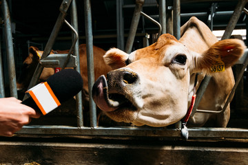 moment when a brown cow jersey in a stall with his tongue hanging out and giving an interview to a journalist with a microphone