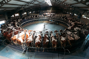 circular automatic mechanical milking of cows on a specialized dairy farm