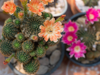 Obraz na płótnie Canvas Orange-white of lobivia cactus blooming in the garden, lobivia cactus