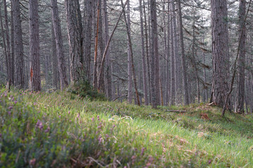 Green pine forest nature.