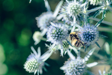 Blooming Blue Eryngo (Eryngium planum) in the garden. Selective focus. Shallow depth of field.