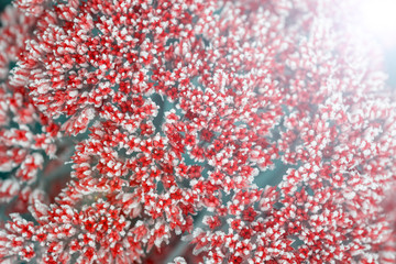 Obraz premium beautiful colorful flowers covered with hoarfrost on blurred background