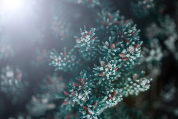 Obraz na płótnie Canvas spruce branch covered with hoarfrost on blurred background