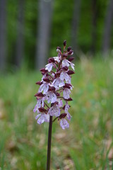 Wilde Orchideen und mehr