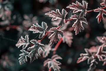 plant covered with hoarfrost on blurred background