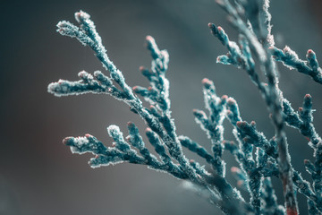 green young thuja branches covered with hoarfrost on blurred background, close view  