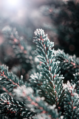 spruce branch covered with hoarfrost on blurred background