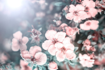 beautiful white flowers covered with hoarfrost on blurred background, spring concept 