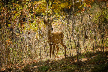 Young wild roe deer in forest, Capreolus capreolus. Roe deer in its natural habitat