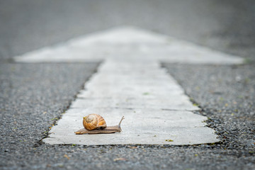 A snail crossing a road with a white arrow