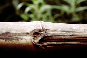 old book in the forest bamboo