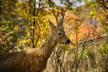 Young wild roe deer in forest, Capreolus capreolus. Roe deer in its natural habitat. Buck in spring time