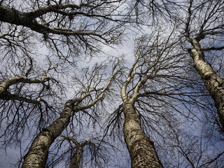 Fototapeta na wymiar dramatic trees branches with dark blue sky