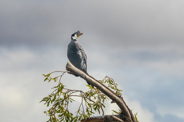 Cormorant on a branch at lake Alexandrina in New Zealand.