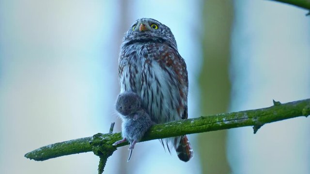 Eurasian Pygmy-Owl - Glaucidium passerinum sitting on the branch with the prey in the forest in summer. Small european owl with the green background.