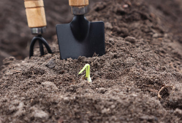 Time to sow - time to work for a new crop. A young green sprout appears from the soil against the background of the working tool.