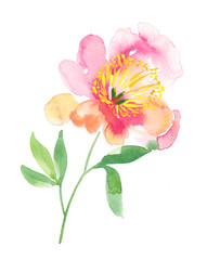 Romantic single stem peony painted 