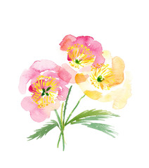 Bright sunny papaver poppies painted in watercolor