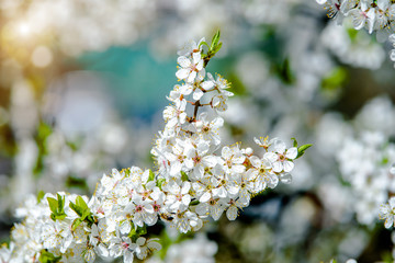 Cherry blossom branch in the garden in spring