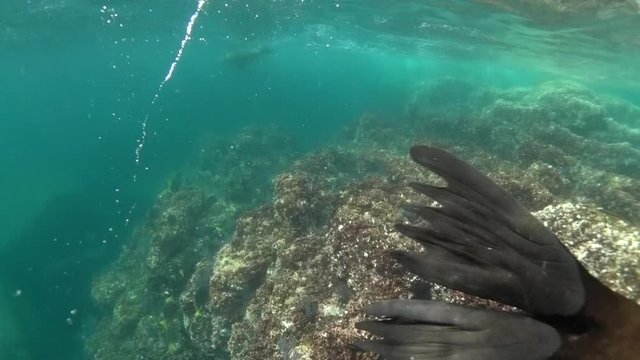 Sea Lion Swimming Playfully Past Camera Underwater at Los Islotes Baja California Mexico