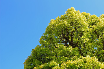A large tree with many fresh green leaves standing under the clear spring sky