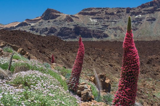 Tajinastes rojos (Echium aculeatum) en El Teide. Tenerife. Islas Canarias. 