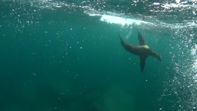 Sea Lion Swimming Playfully Underwater at Los Islotes Baja California Mexico