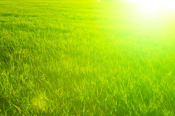 Fototapeta na wymiar Green background by the fresh wild grass over sunbeam