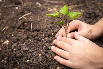 Two hands of kid were planting seedling on soil. People planting tree concept.