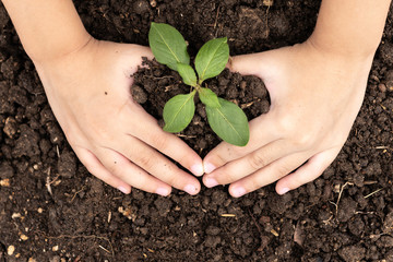 Top view two hands of kid were planting seedling on soil. People planting tree concept.