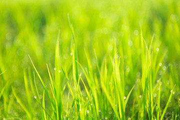 Green background by the fresh wild grass with water drops over sunbeam