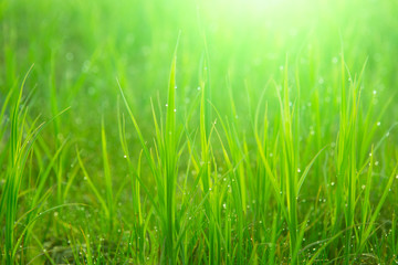Fototapeta na wymiar Close up fresh green grass with drops. Nature Background