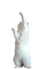 an adult white furry cat stands on its hind legs and plays.