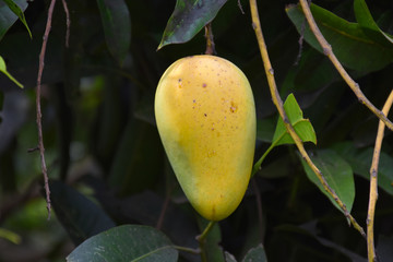 Bunches of organic ripe mangoes in Thai mango gardens.