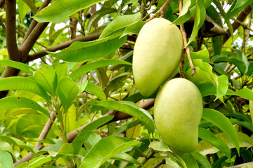 Bunches of organic raw mangoes in Thai mango gardens.