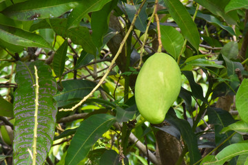 Bunches of organic raw mangoes in Thai mango gardens.