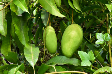 Bunches of organic raw mangoes in Thai mango gardens.